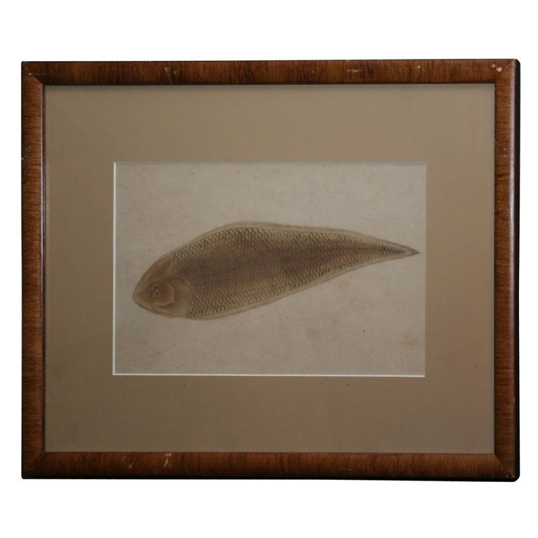 18th C Chinese Export Pen and Ink Drawing of a Flounder